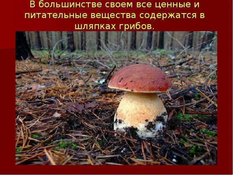 Белые грибы 3 класс. Шляпочные грибы белый гриб. белый гриб боровик с подписью. боровик шляпка снизу. гриб боровик описание.