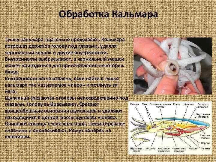 Пищевод креветки. Механическая обработка кальмара. Схема обработки кальмаров. Кулинарная обработка кальмара.