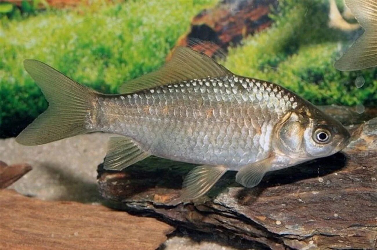 Серебряный карась рыбалка. Серебряный карась (Carassius gibelio). Carassius auratus серебряный карась. Карась золотой Carassius Carassius. Золотой (обыкновенный) карась Carassius Carassius.