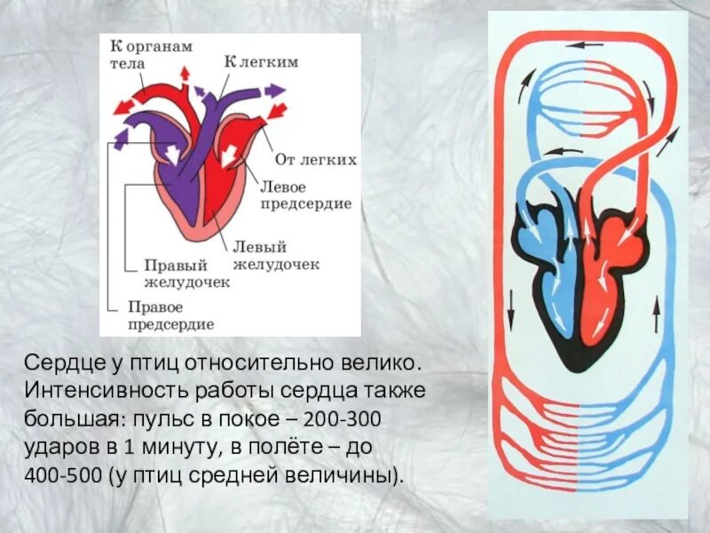 Строение сердца и кровеносной системы птиц. Кровеносная система птиц сердце. Кровеносная система птиц схема сердце. Схема строения сердца птиц. Схема кровообращения птиц