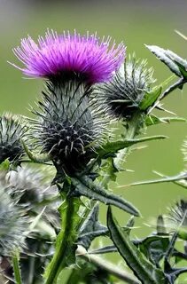 Scotland plants