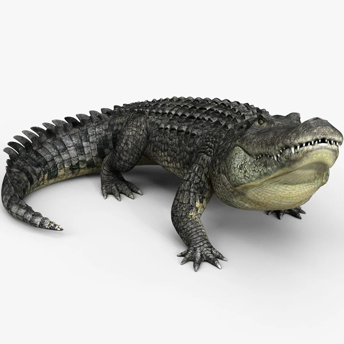 Купить крокодил про. Alligator 3d. Alligator 3d Max. Модель крокодила. Крокодил 3д.