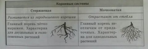 Типы корневой системы таблица