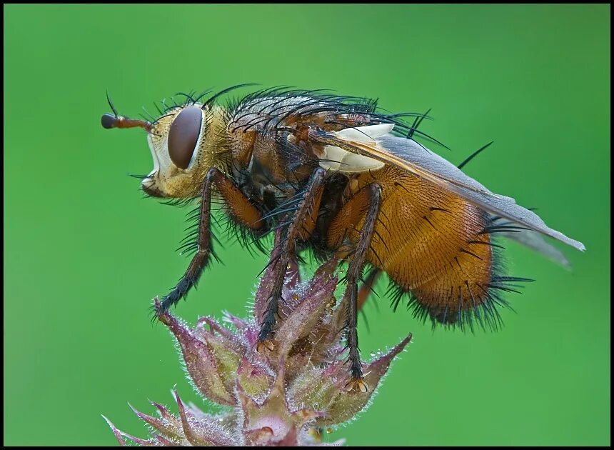 Муха белка. Королева мух. Девушка Муха. Матка мухи. Как выглядит Королева мух.