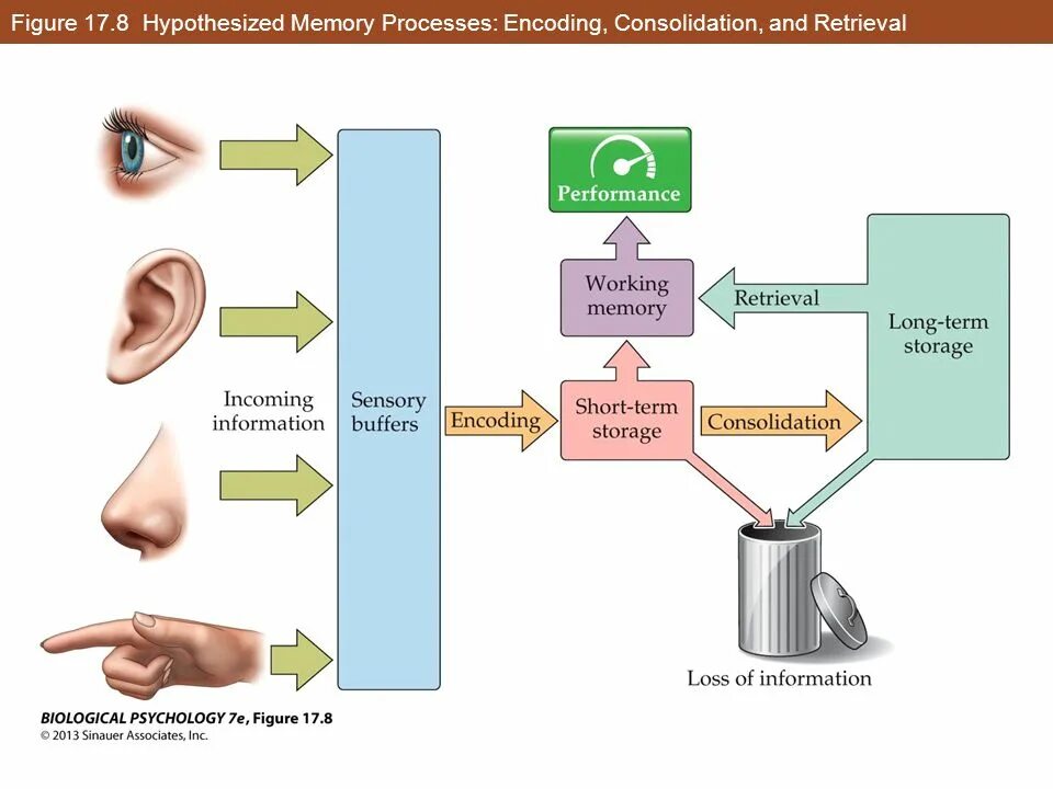 Memory processes. Memory consolidation. memory process. memory full. 6. share subdivision and consolidation..