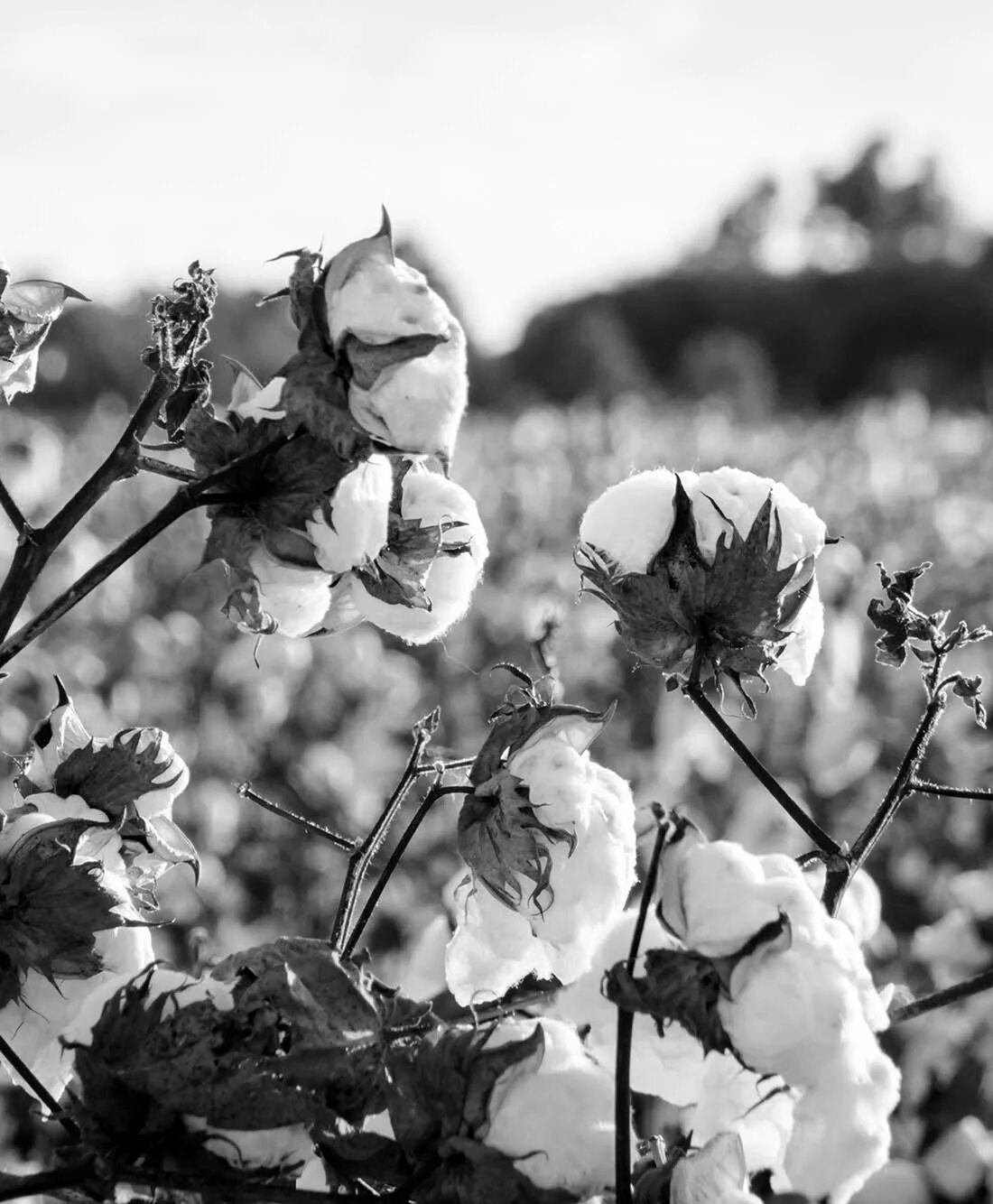 Хлопок в разы. Cottonfield. Хлопковое поле. Хлопок растение. Хлопок в природе.