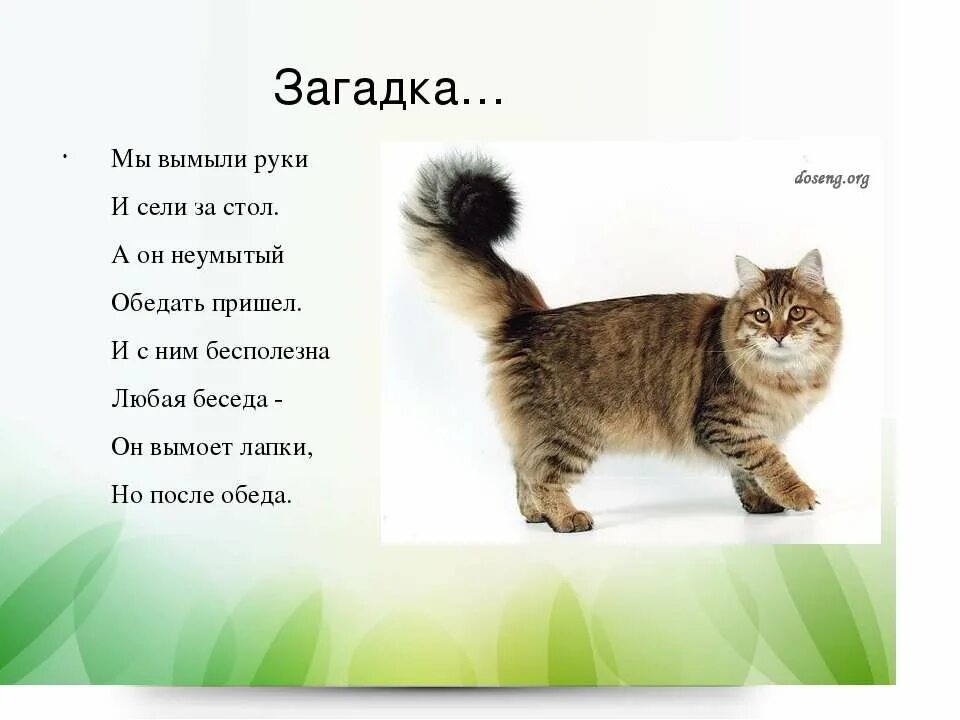 Какой котик ответ
