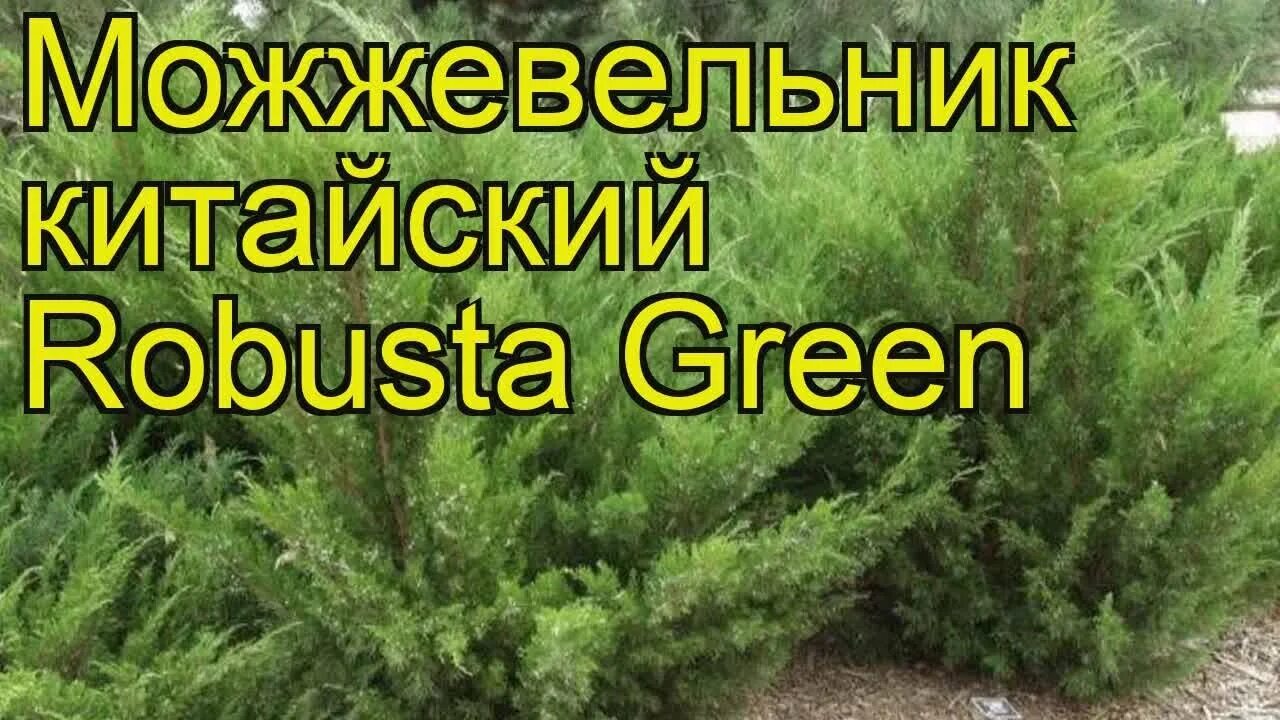 Можжевельник робуста грин описание и фото Juniperus chinensis robusta green Robusta Juniper PlantMaster