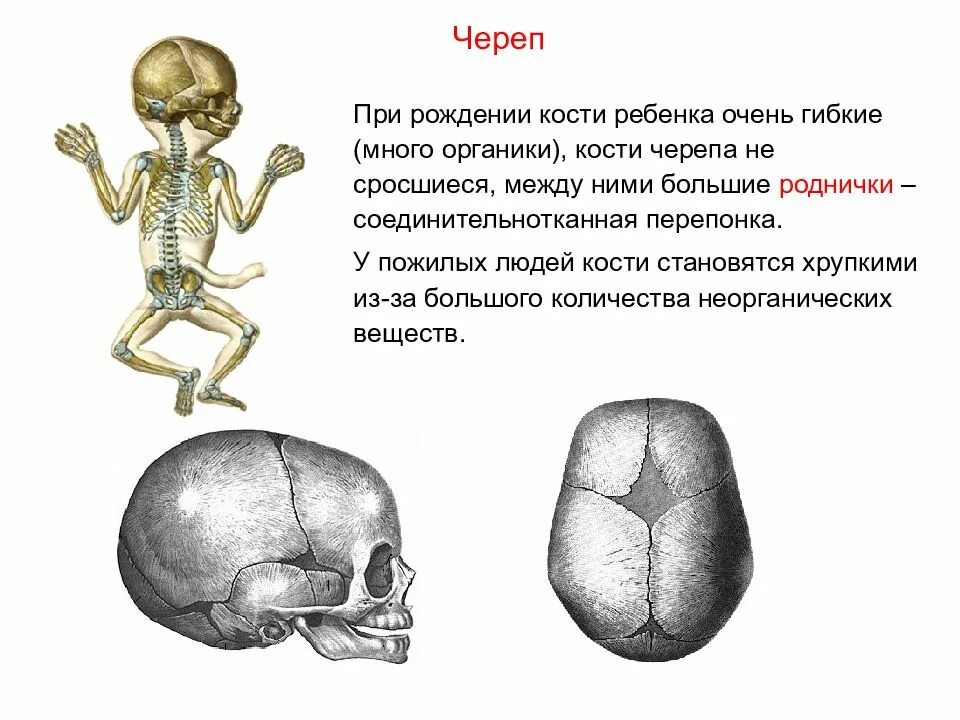 Почему кости легкие. Кости черепа. Череп ребенка при рождении. Кости черепа при рождении ребенка.