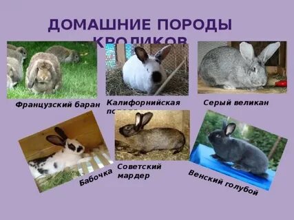 Используя дополнительную литературу интернет приведи примеры пород