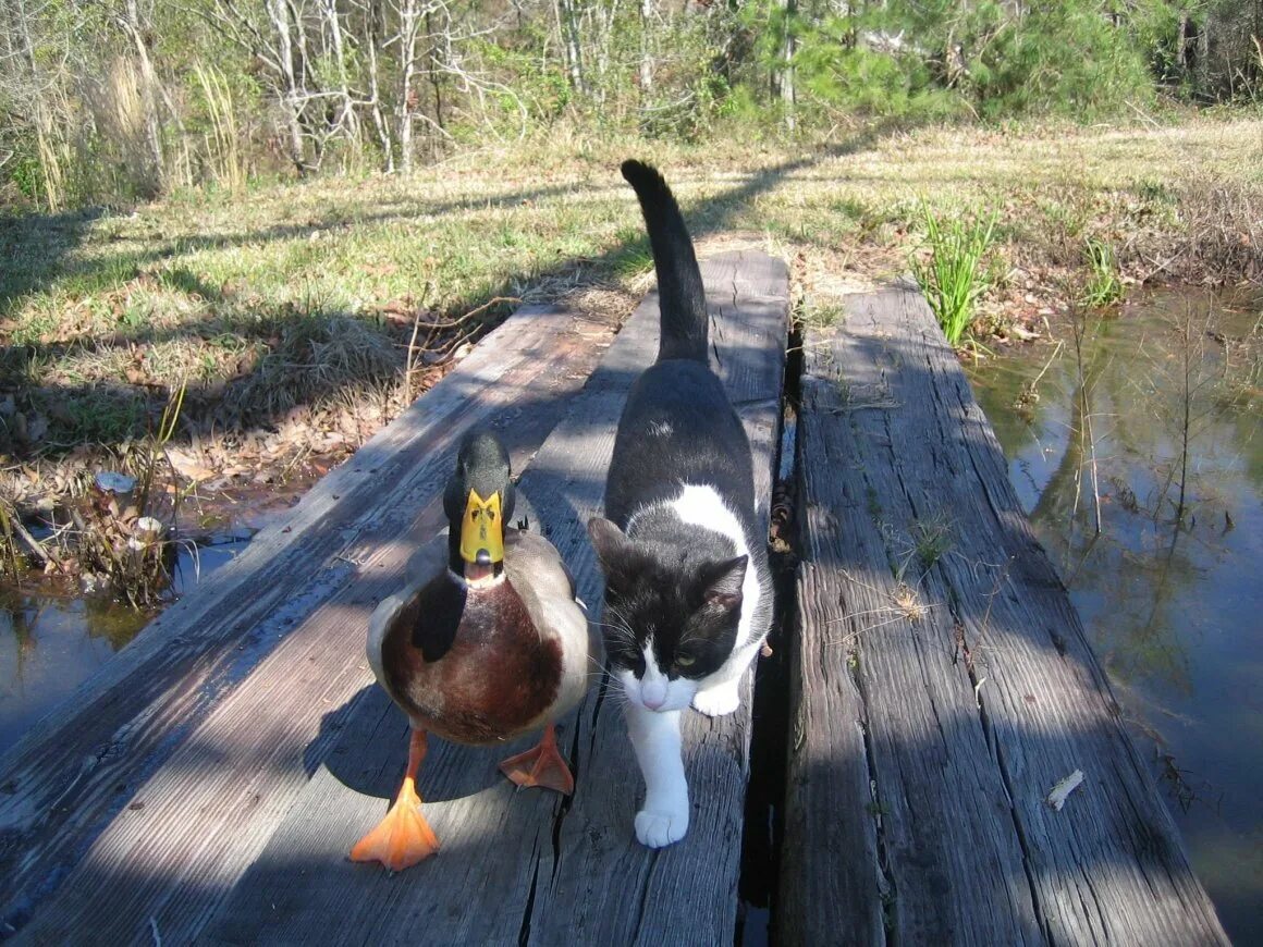 Cat duck. Кот и утка. Кот гуся. Смешная утка. Кошка утка.