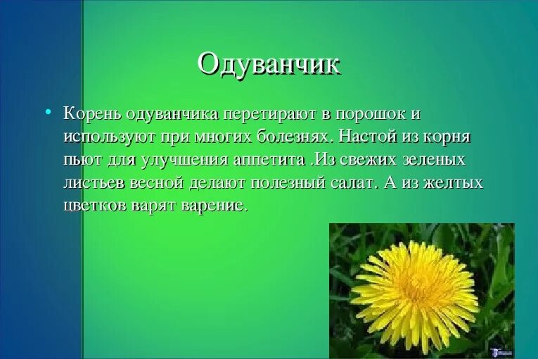 Одуванчик описание. Одуванчик цветок описание. Характеристика одуванчика. Описание листа одуванчика.