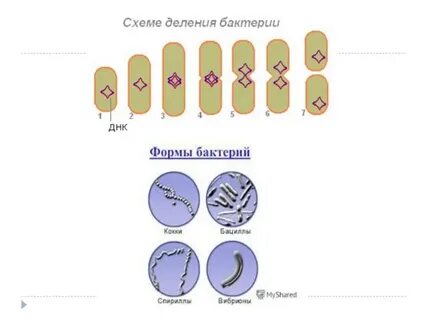 Деление бактерий