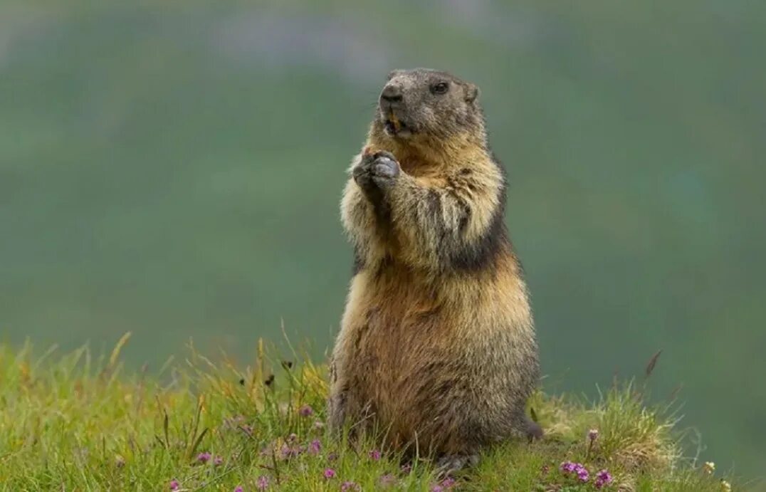 Степной сурок Байбак. Альпийский сурок (Байбак). Сурок Степной, Байбак (Marmota Bobak). Байбак тарбаган. Сурок какая природная зона