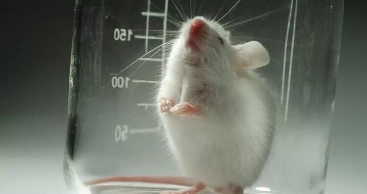 Лунин и мыши. Лабораторные мыши. Опыты на мышах. Подопытные мыши. Опыт Лунина с мышами.