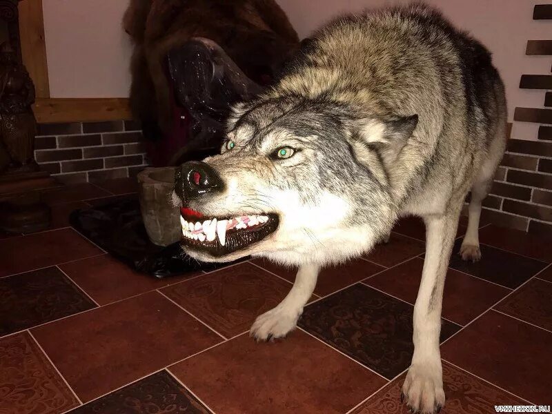 Волк в домашних условиях
