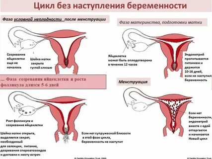 Сильные месячные после месячных