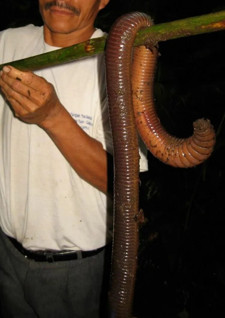 Олгой-хорхой смертоносный червь Гоби. Гигантский австралийский дождевой червь (Megascolides Australis). Гигантский червь олгой-хорхой.