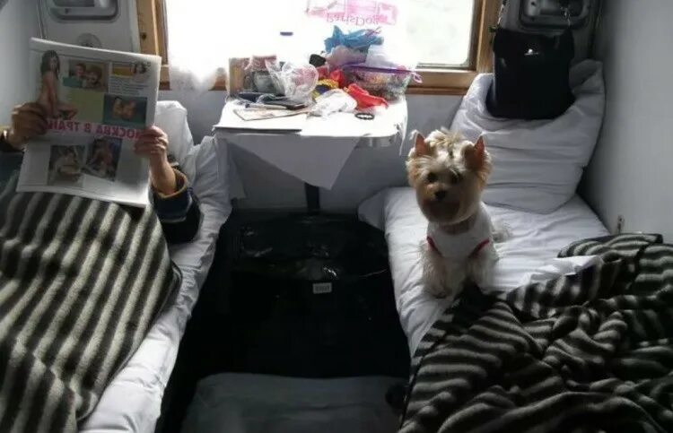 собака в поезде. вагоны для животных ржд. собака в вагоне. вагон для животных в поезде. вагон для перевозки собак.