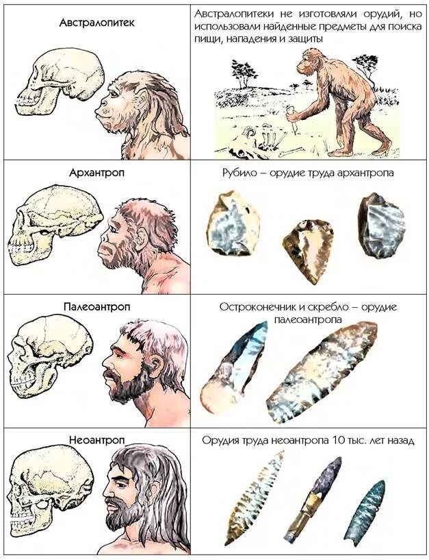 Последовательность использования предками человека орудий. Орудия австралопитеков. Орудия труда австралопитеков. Хомо сапиенс орудия труда. Орудия труда австралопитеков таблица.
