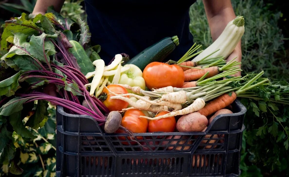 Фудтех стартапы. Доставщик продуктов. Misfits market. Продуктовый стартап это. Эко продукция.