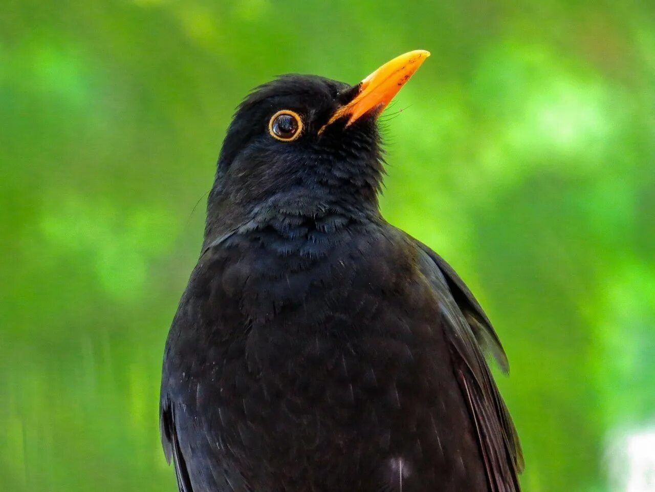 Чёрный Дрозд (лат. Turdus Merula). Желтоклювый Дрозд. Дрозд с желтым клювом. Черный Дрозд с оранжевым клювом. Черные поющие птицы