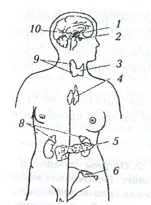 Эндокринная система схема расположения желез. Схема расположения эндокринных желез человека. Месторасположение желез внутренней секреции рисунок. Схема желез внутренней секреции человека. Рисунок эндокринной системы человека