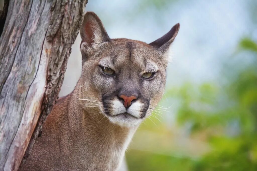 Где живет пума на каком материке. Пума (puma concolor):. восточная пума вымершая. кугуар горный лев. пума горный лев.