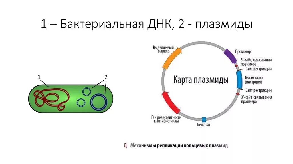 Строение плазмид бактерий. Строение плазмиды бактерий. Схема плазмиды бактерий. Строение бактерии плазмида.