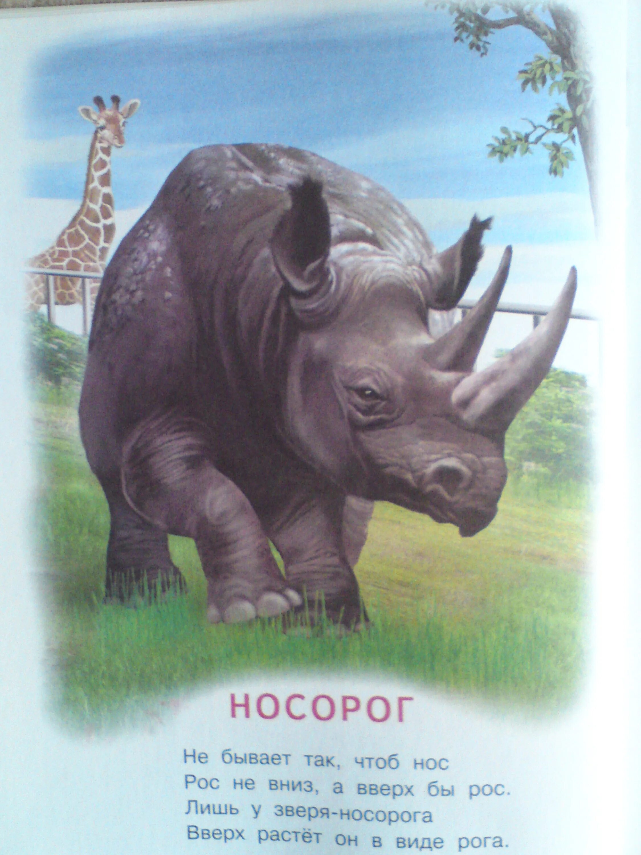 шерстистый бегемот. карточки с животными африки. про носорога для детей. белый носорог. носорог рисунок для детей.