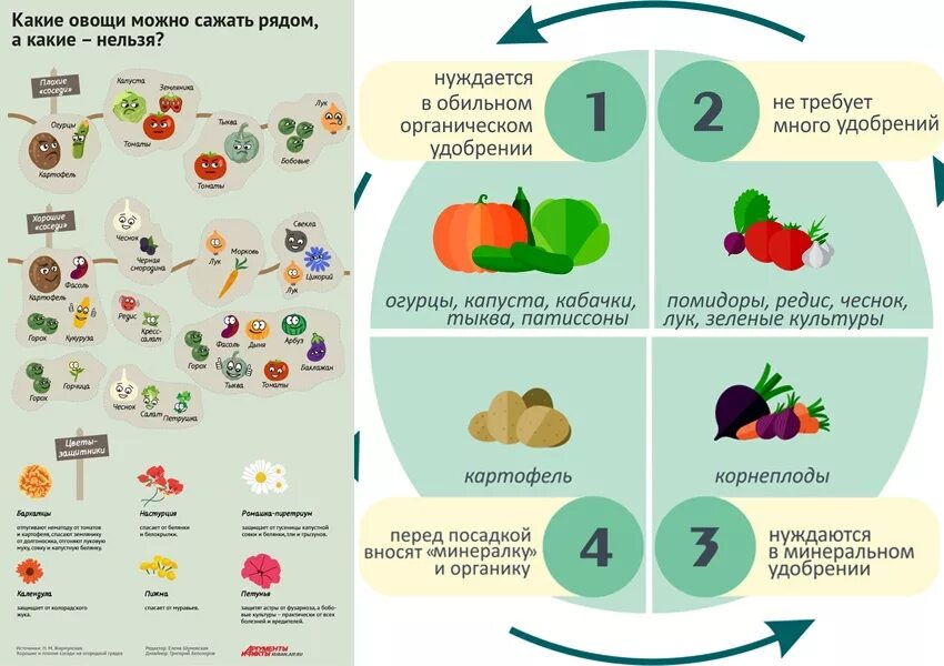 Что сажать после клубники на следующий год. Что можно посадить после. После чего нельзя сажать томаты. После каких овощей можно сажать томаты. После каких овощей можно садитьпоми Дооры.