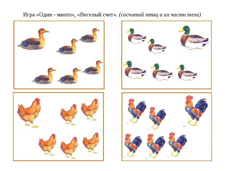Математика один много младшая группа. Занятия на тему домашние птицы. Задания на тему домашние птицы. Птицы домашние для дошколят. Задания по домашним птицам для дошкольников.