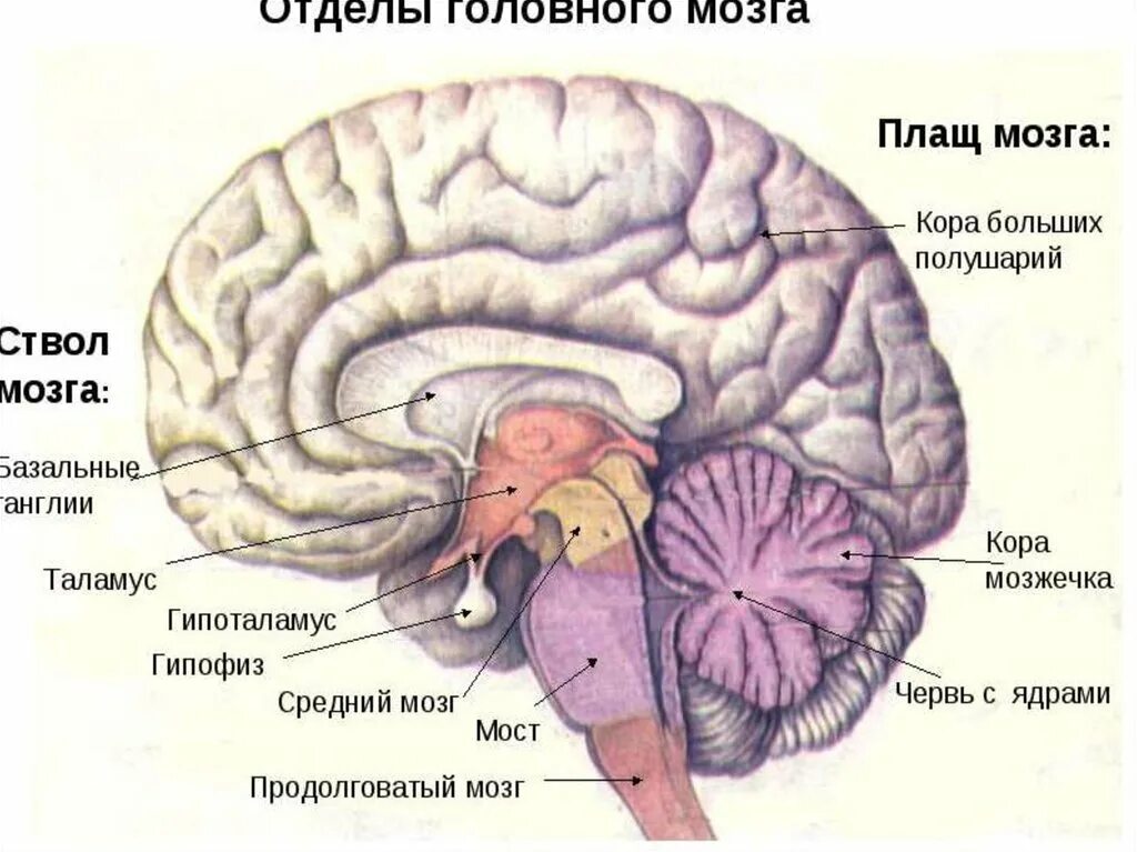 Каковы отделы головного мозга. Отделы и части отделов головного мозга. строение головного мозга анатомия человека. структуры ствола головного мозга анатомия. функции отделов головного мозга анатомия.