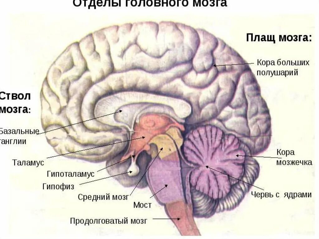 Функции отделов головного мозга рисунок. Отделы головного мозга и их частей. Отделы головного мозга и основные структуры отделов. Функции головного мозга анатомия. Головной мозг человека включает