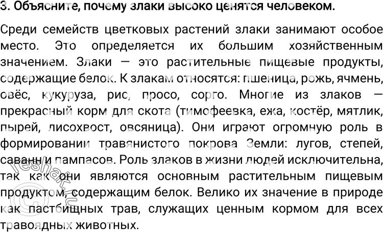 Параграф 3 краткое содержание 6 класс. Почему злаки высоко ценятся человеком. биология 6 класс 3 параграф кратко. биология 6 класс 3 параграф пересказ. биология 6 класс параграф 3 краткое содержание.