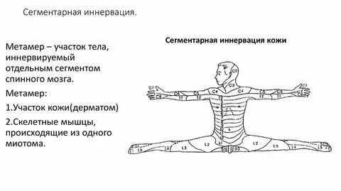 Что такое иннервация