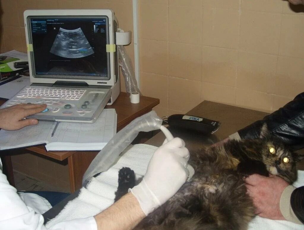 Обследование кошек. Ультразвуковое исследование кошки. УЗИ брюшной полости у кошек.