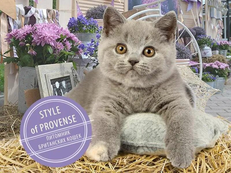 Голубой британец котенок. Карликовый британец. Лиловый британец кошка. Британские голубые котята. Котята британцы москва.