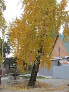 Желтеющие березы