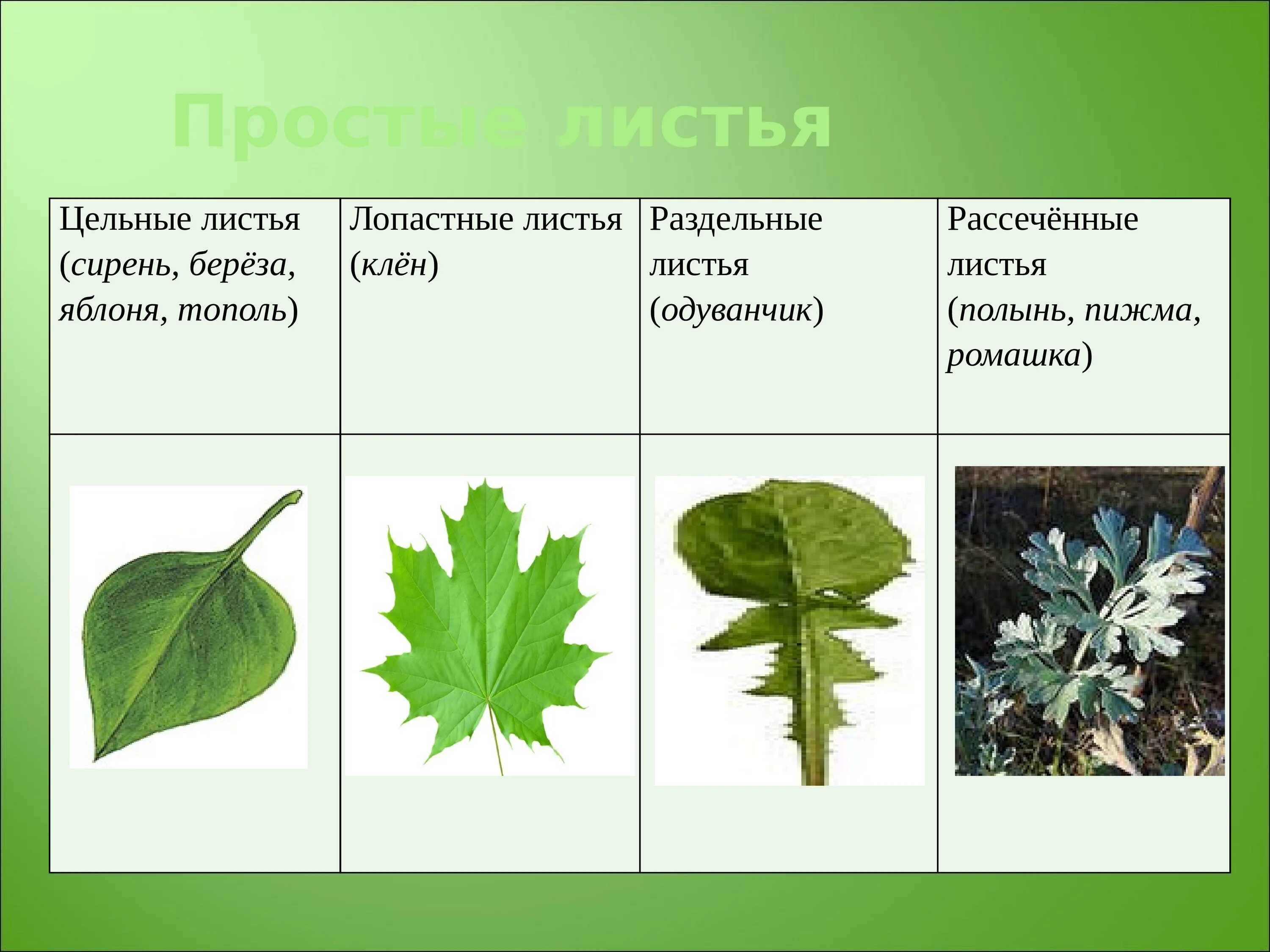 Перисто раздельная: найдено 87 картинок