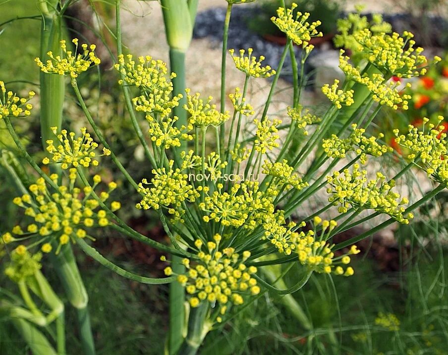 фенхель овощной. фенхель зелень. фенхель корнеплод. фенхель обыкновенный гф. фенхель овощной.