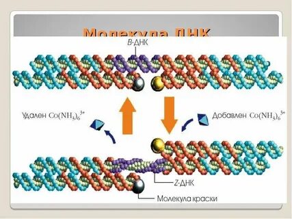 В молекулах днк закодирована информация
