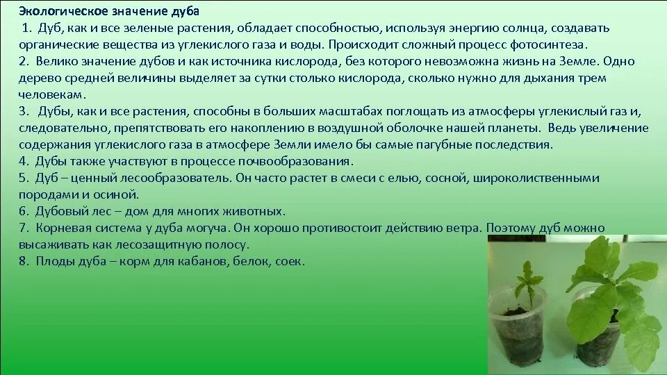 Окружающее значить. Дуб значение для человека. Значение дуба в природе и в жизни человека. Дерево дуб значение для человека. Значение дуба в природе.