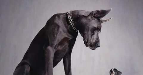 Дог зверь