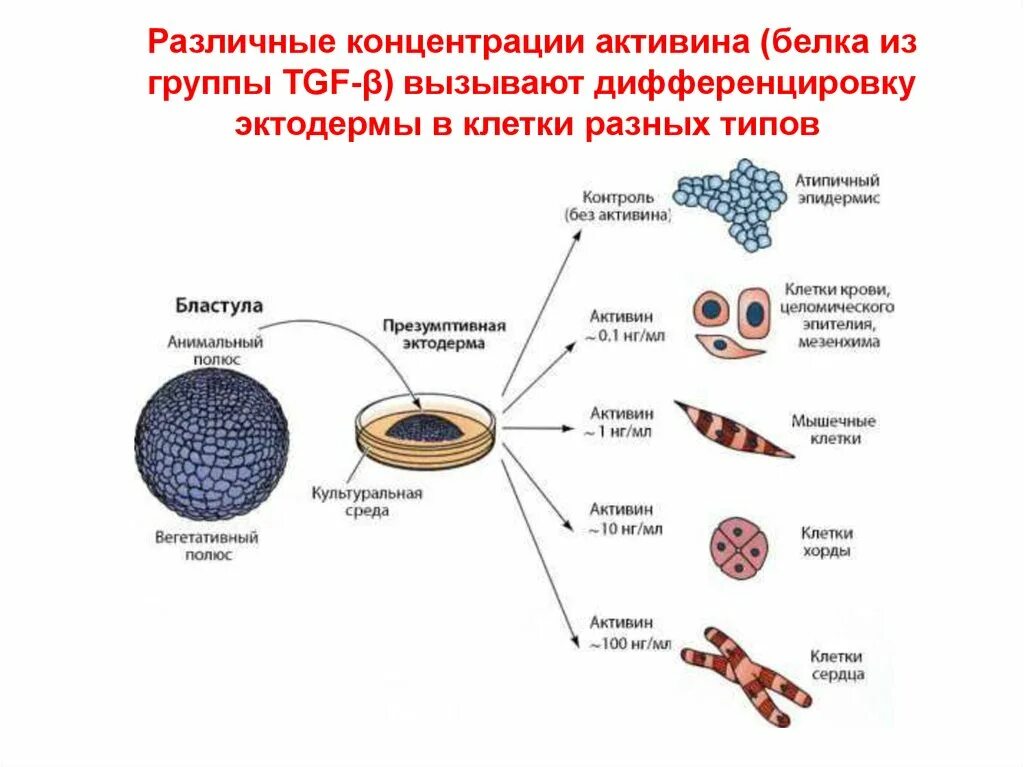 Дифференцировка клеток. Дифференциация клеток. Процесс дифференциации клеток. Процесс дифференцировки клеток.