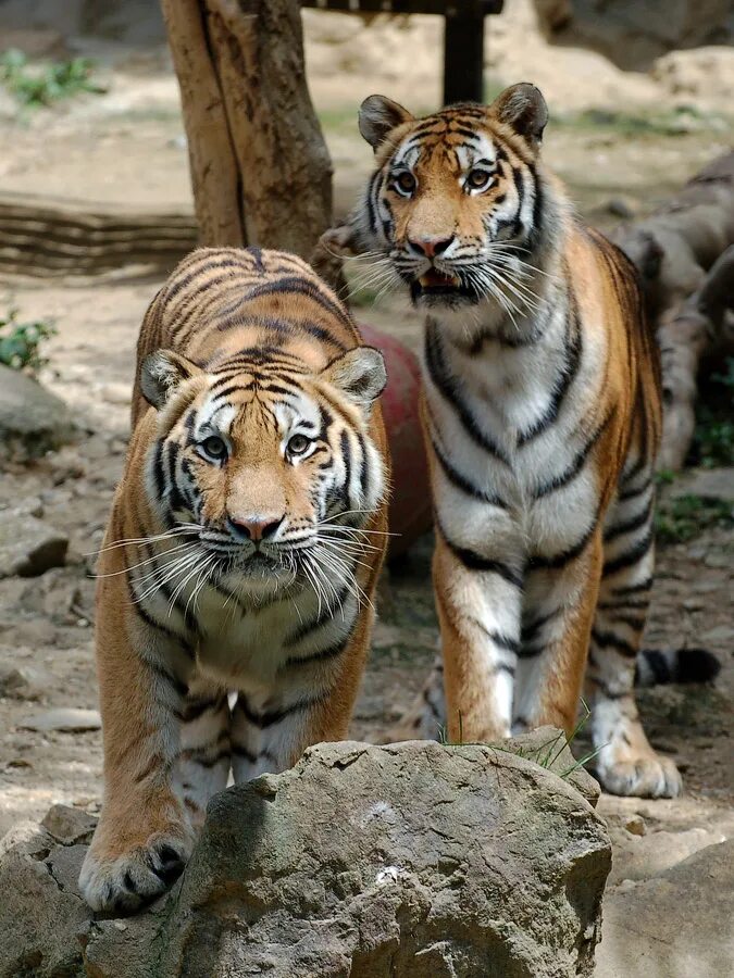 Animal gallery. Animal gallery. Animal gallery. пума детеныш. лев в джунглях.