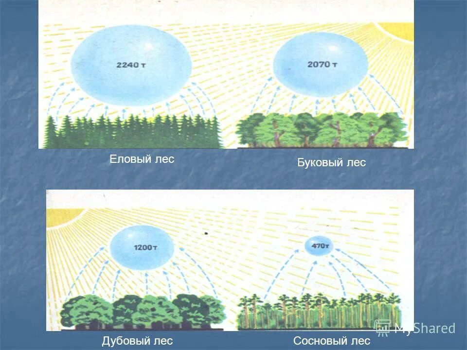 Испарение воды примеры. Опыт испарение воды растениями. Испарение воды листьями. Испарение озера. Испарение воды через устьица.