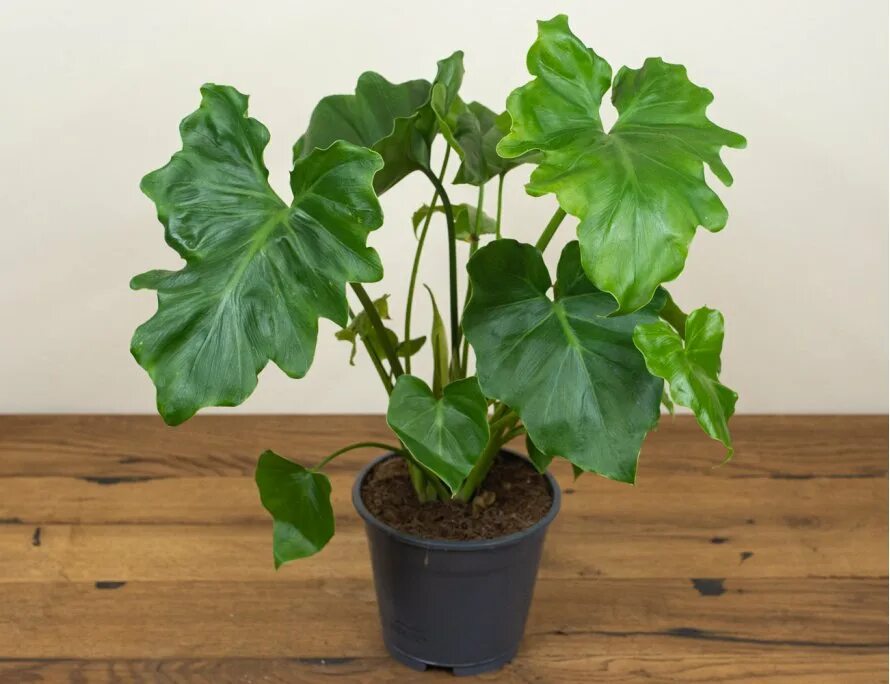 филодендрон шангри ла