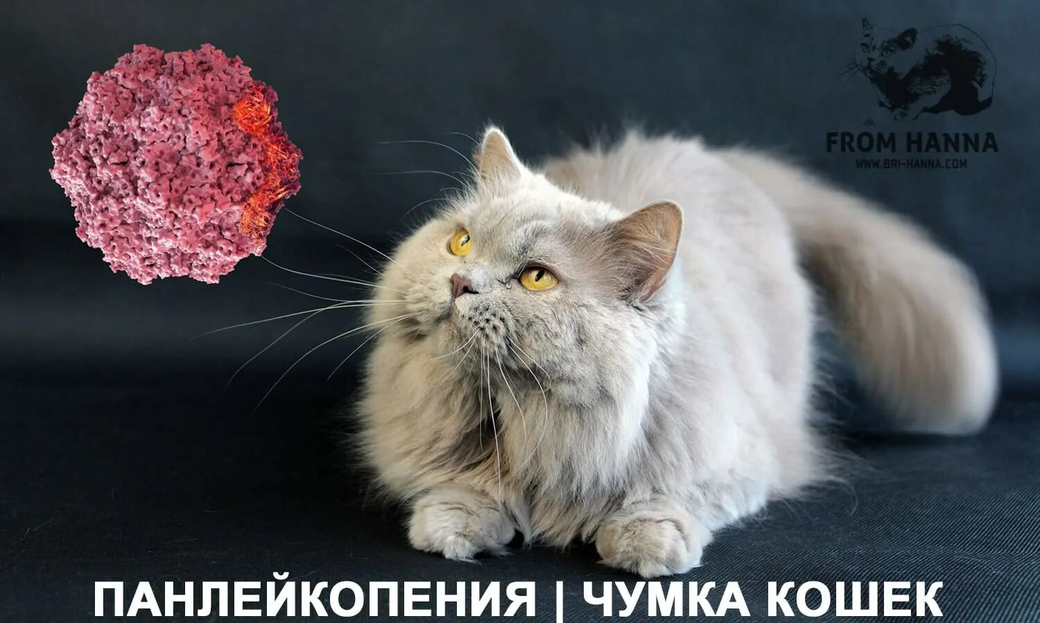 Кошка после чумки