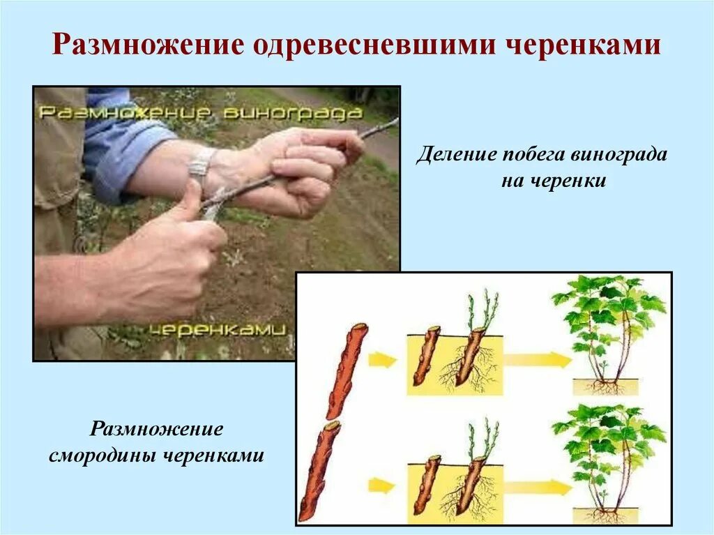 Стеблевой черенок примеры растений Весной малину сажают обязательно до распускания почек на саженцах Малина, Растен